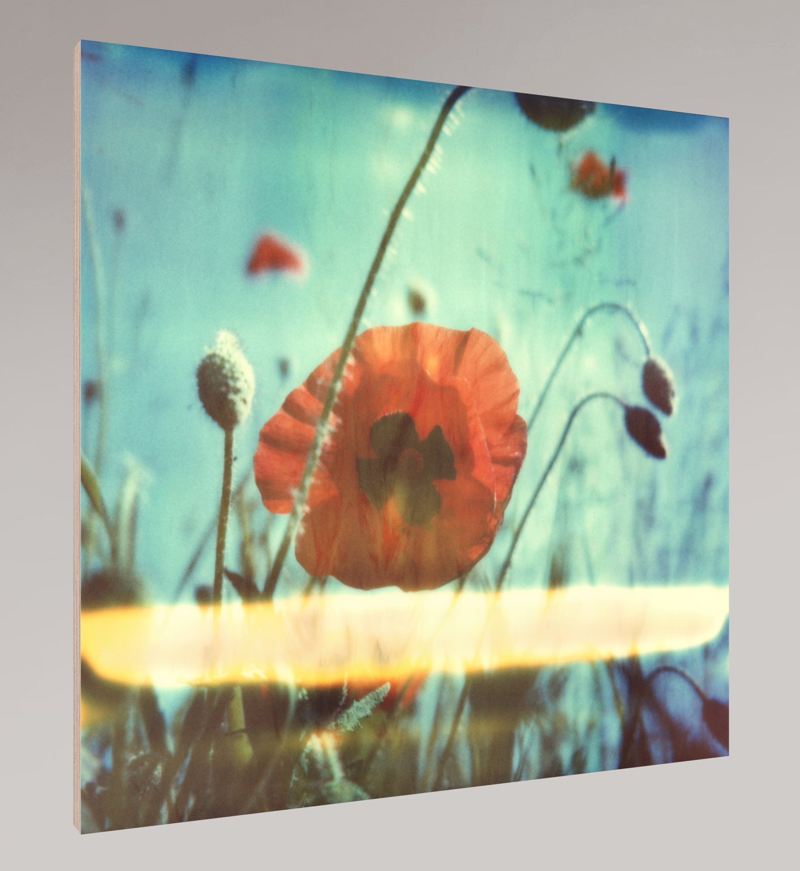Nouveau coquelicot n°01, 2015