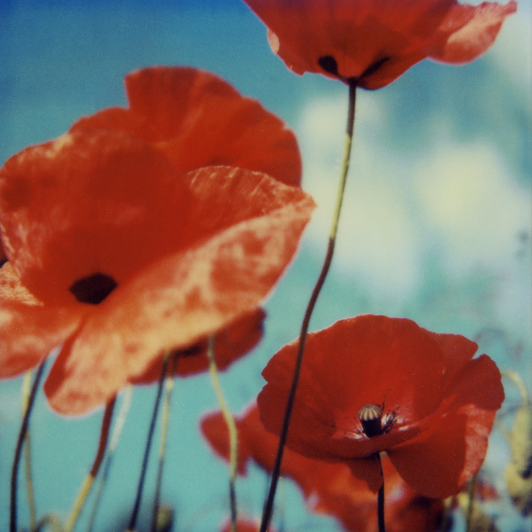Poppy Realm #01, 2006
