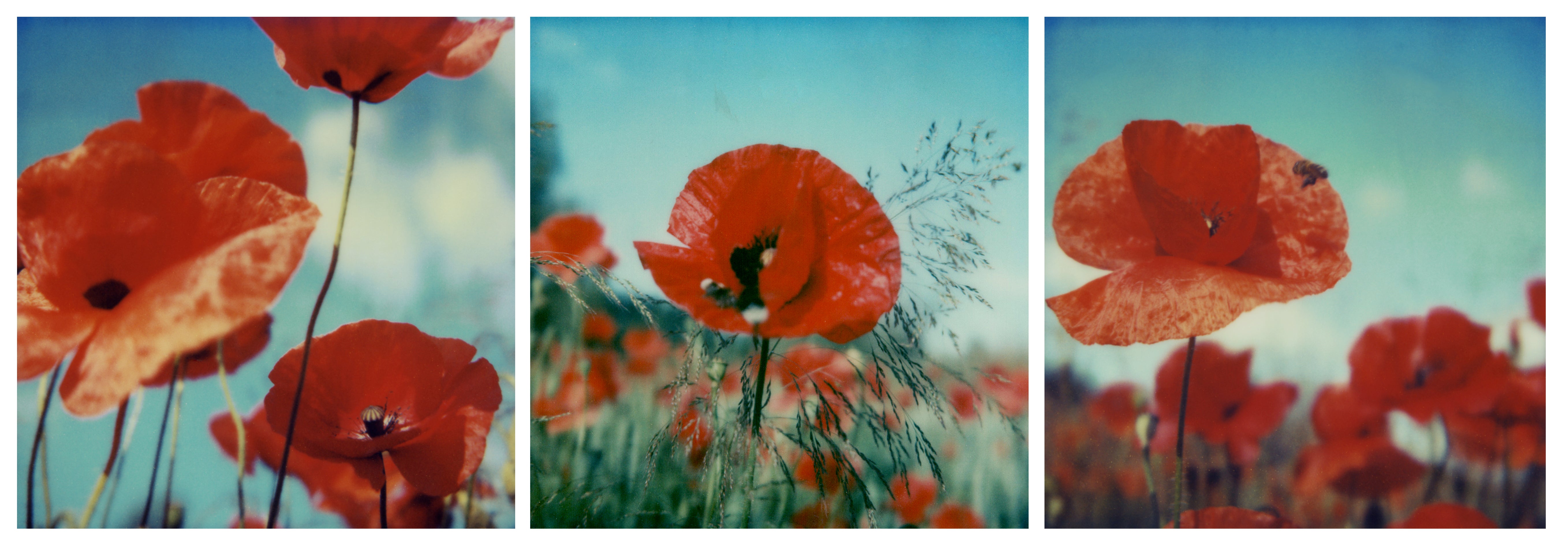 Poppy Realm #ROW, 2006