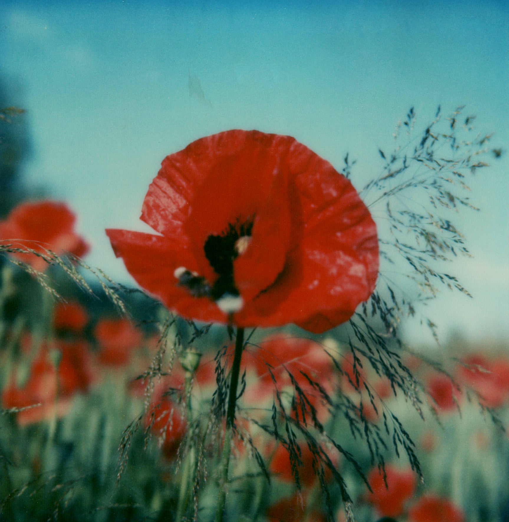 Reino de las amapolas #ROW, 2006