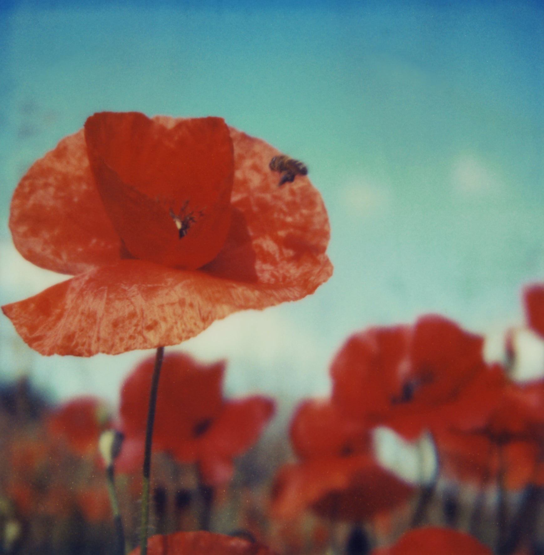 Reino de las amapolas #ROW, 2006