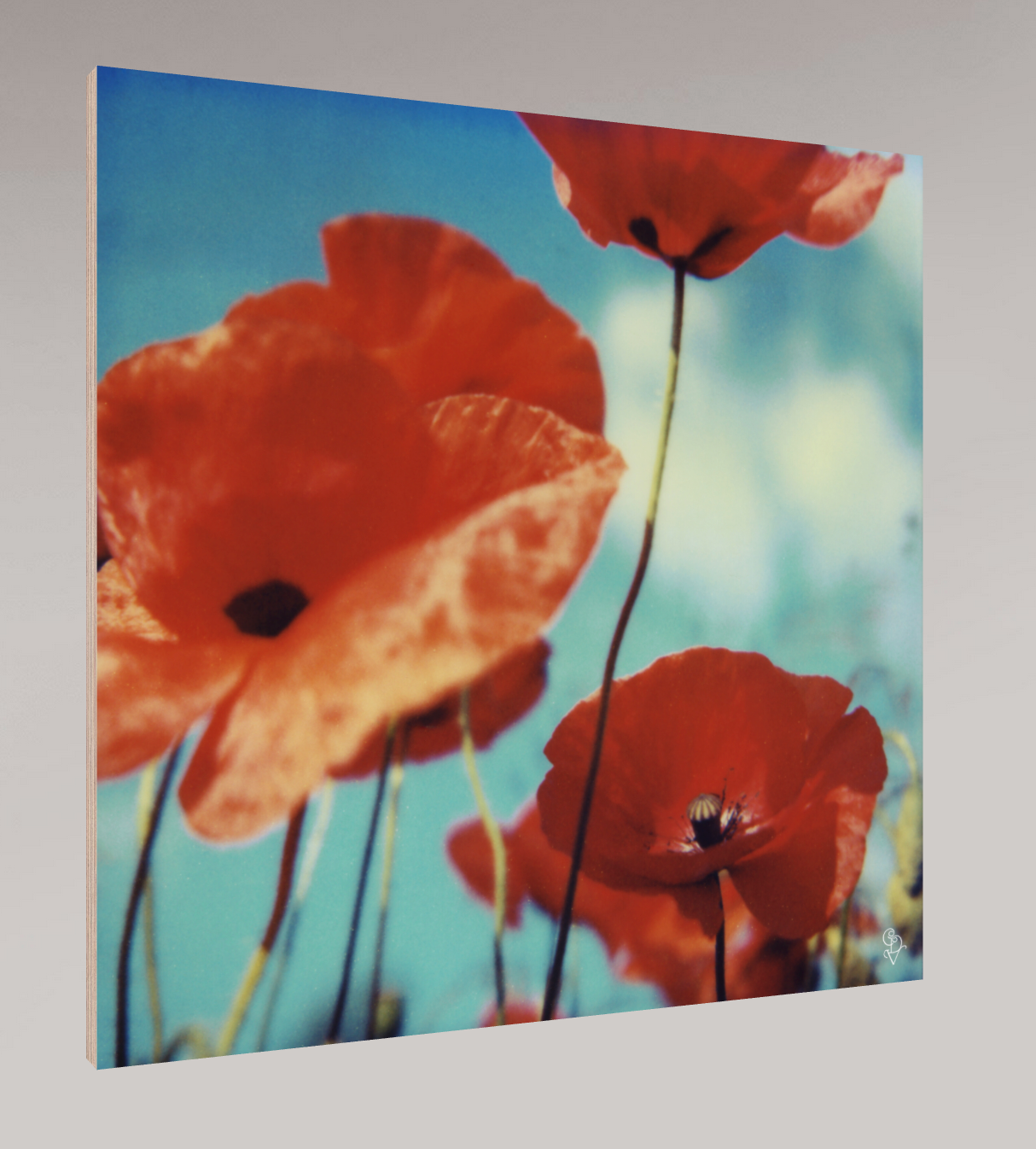 Poppy Realm #01, 2006