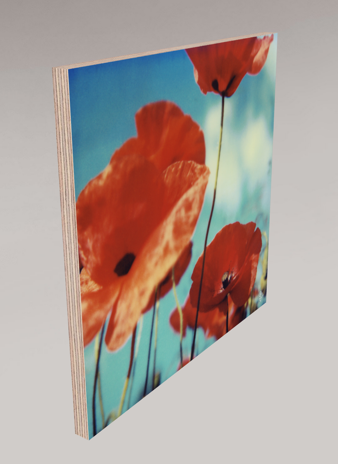 #12, 2006
