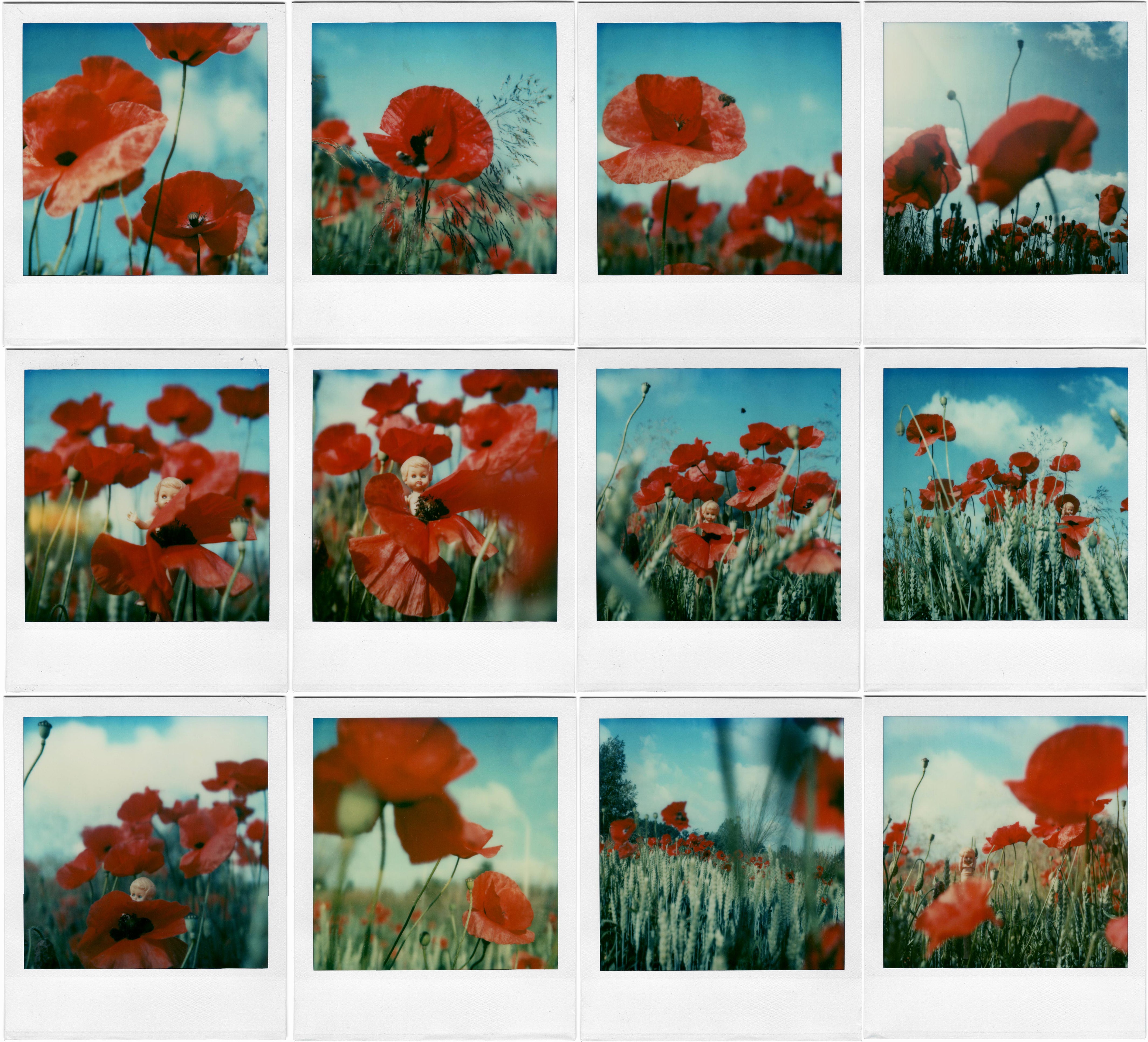 Poppy Realm #The Story, 2006